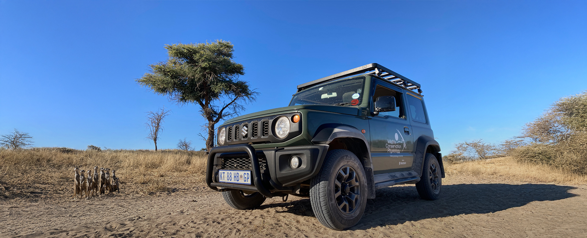 Clever ways to deal with hot days: how small mammals survive the Kalahari heat